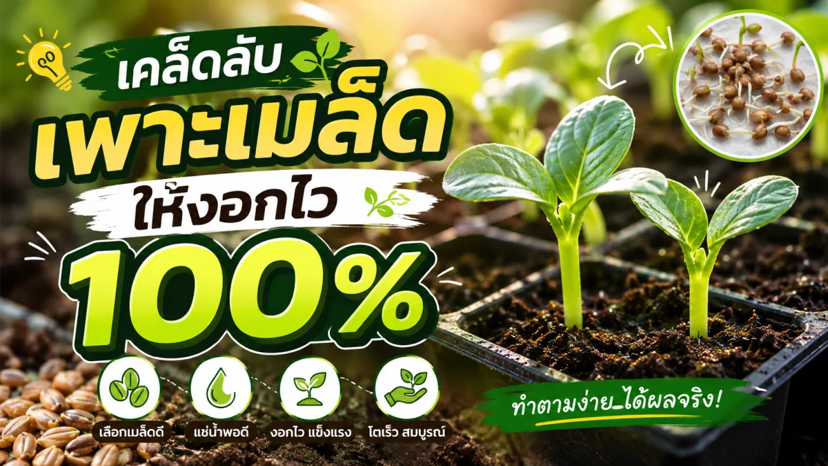 7 เคล็ดลับเพาะเมล็ดให้งอกไว 100%