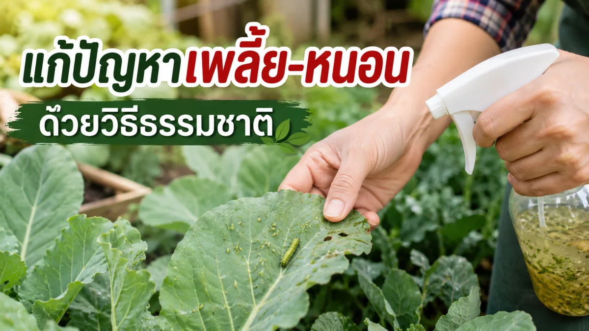 5 วิธีแก้ปัญหาเพลี้ย-หนอน ด้วยวิธีธรรมชาติ