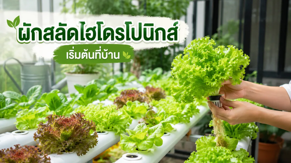 ปลูกผักสลัดไฮโดรโปนิกส์ เริ่มต้นที่บ้าน