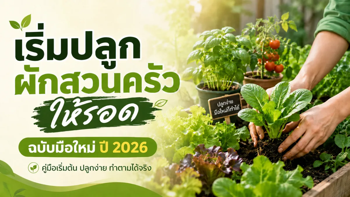 เริ่มปลูกผักสวนครัวให้รอด ฉบับมือใหม่ ปี 2026