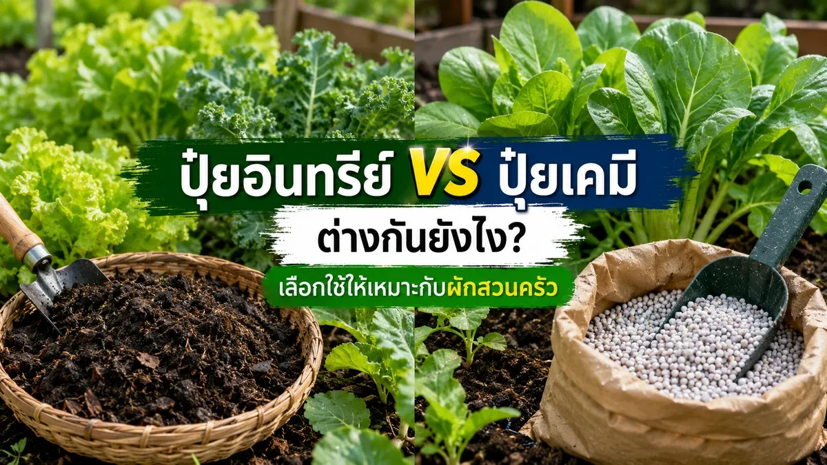 ปุ๋ยอินทรีย์ กับ ปุ๋ยเคมี ต่างกันยังไง เลือกใช้แบบไหนให้เหมาะกับผักสวนครัว