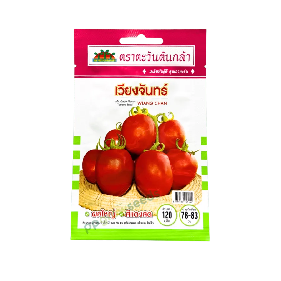 มะเขือเทศท้อ เวียงจันทร์