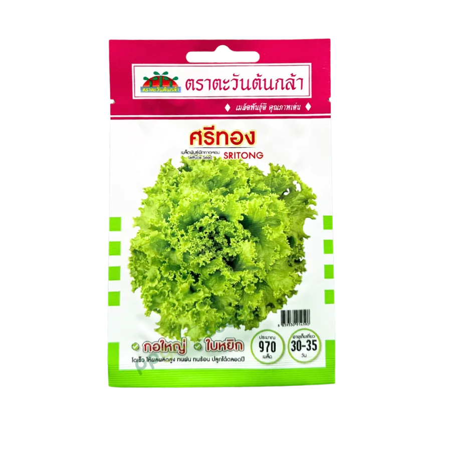 ผักกาดหอม ศรีทอง