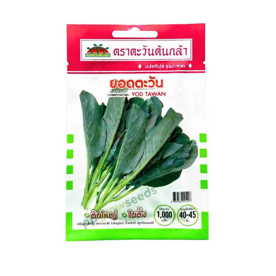 คะน้า ยอดตะวัน