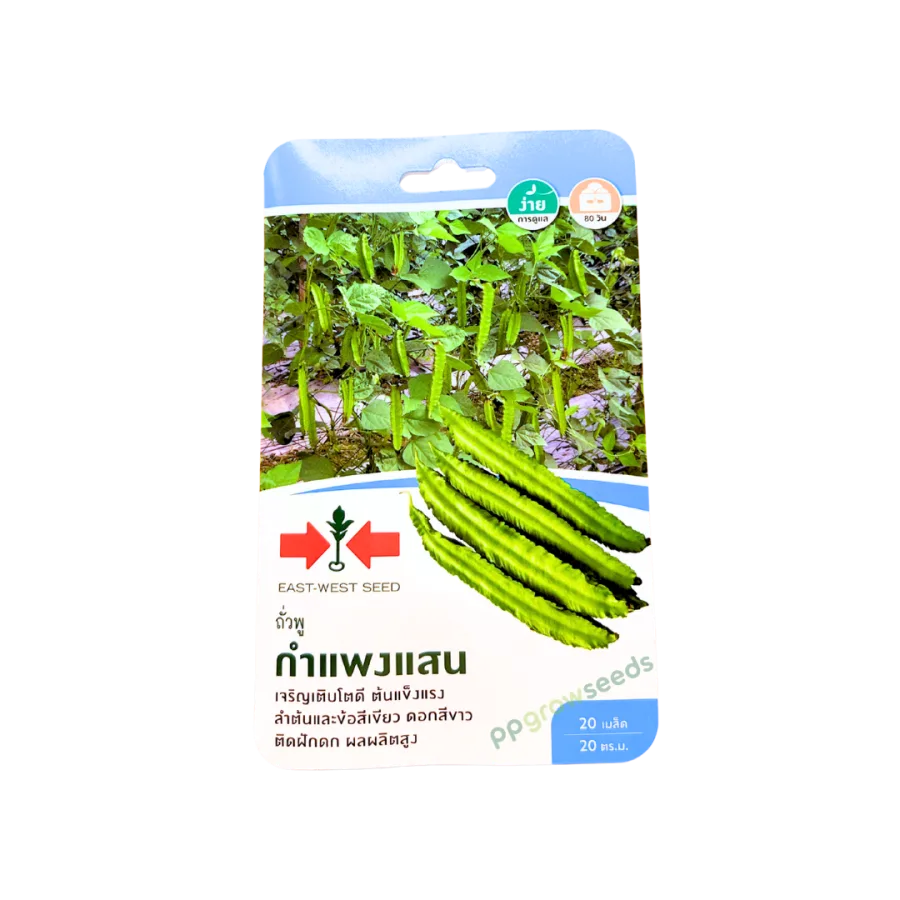 ถั่วพลู กำแพงแสน