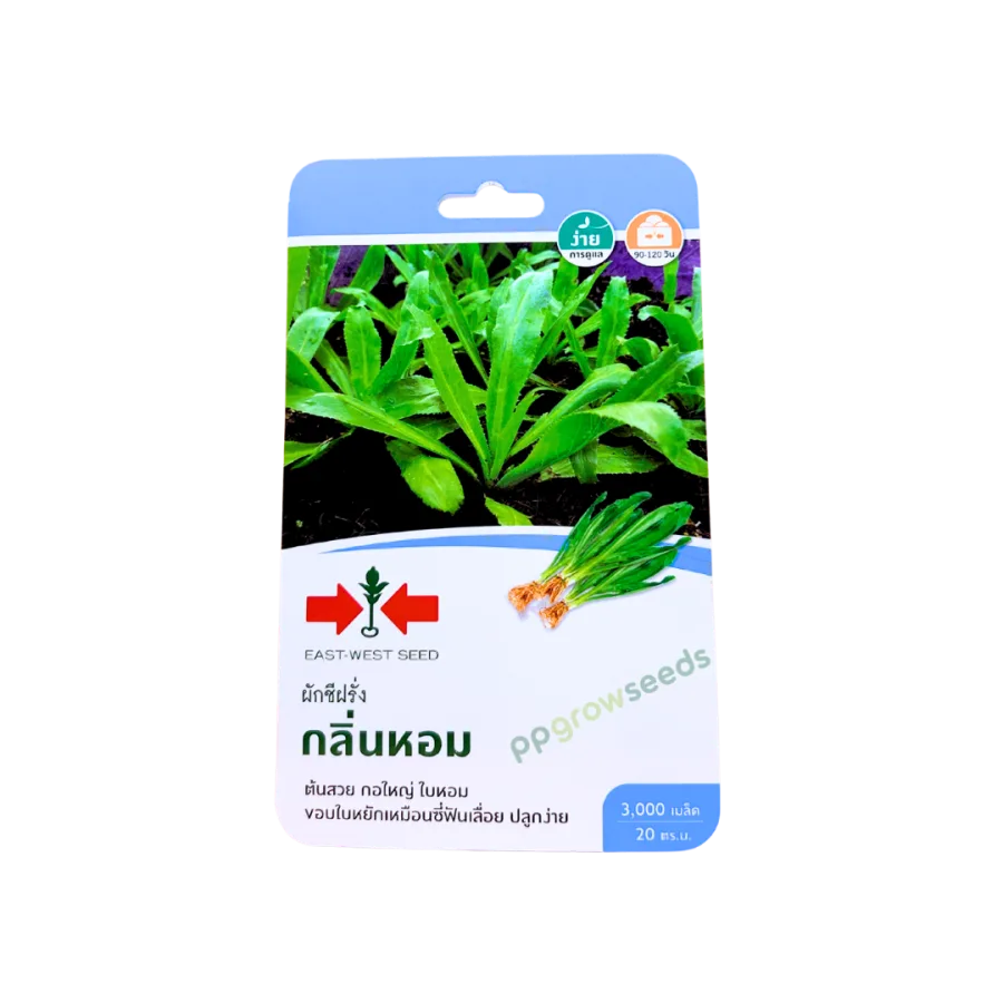 ผักชีฝรั่ง กลิ่นหอม
