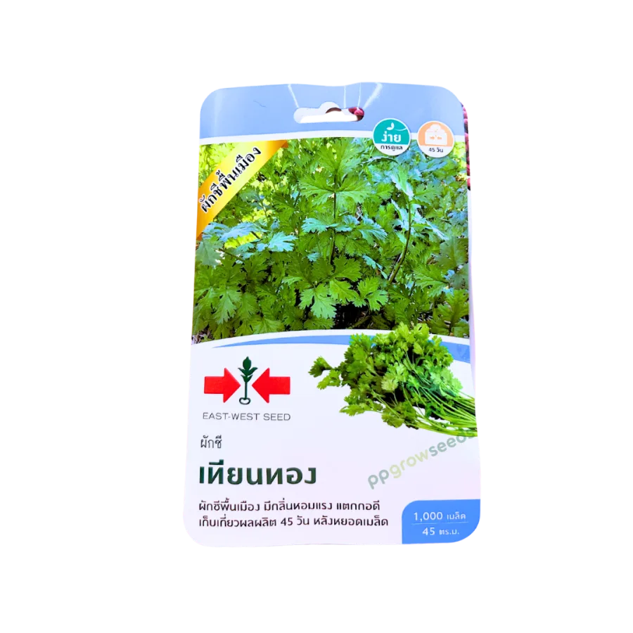 ผักชี เทียนทอง